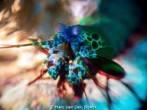 fast colours by Marc Van Den Broeck 